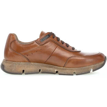 Sapatos Homem Sapatilhas Pius Gabor 1022.11.10 Castanho